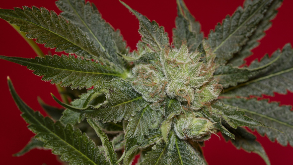 seaweed in cannabis cultivation