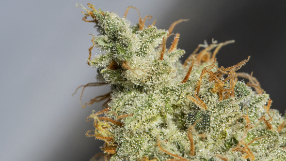 seaweed in cannabis cultivation