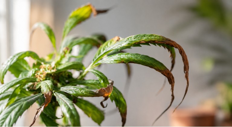 Hojas forma de garra marihuana
