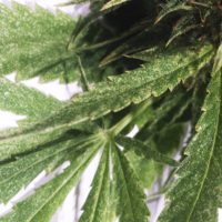 Como prevenir y eliminar araña roja en plantas de marihuana