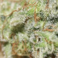 Evitar olores en cultivos de marihuana en interior