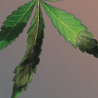 carencia-fosforo-cannabis