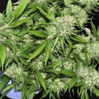 Como manicurar plantas de marihuana