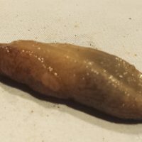 Cómo eliminar caracoles y babosas en marihuana