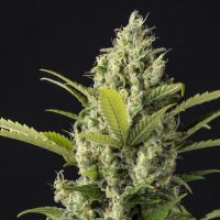 indica sativa terpenos