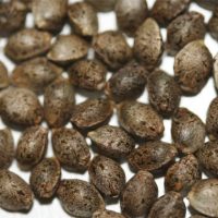 how to germinate cannabis seeds