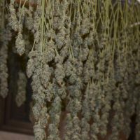 Como secar, curar y almacenar marihuana