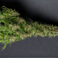 poda.cannabis.cogollos