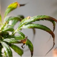 Hojas forma de garra marihuana