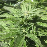 training-cannabis-plants