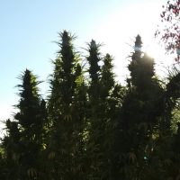 variedades marihuana mas rapidas