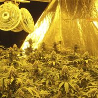 Ventilación en cultivos de marihuana en interior