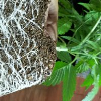 Marijuana Plant Grow Guide - La Huerta Blog