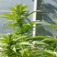 guia cultivo marihuana