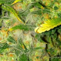 Cómo prevenir y eliminar Botrytis en marihuana