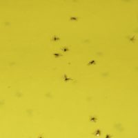 Cómo prevenir y eliminar el mosquito de tierra