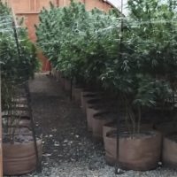 cultivo-marihuana-smart-pots