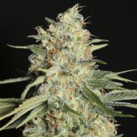 Glosario cannabico