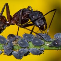 hormigas y pulgones colaborando