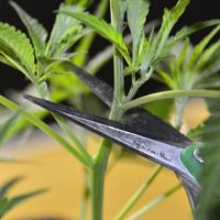How to make cannabis clones