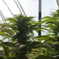 late-outdoor-cannabis-grow