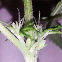 cannabis hermafrodita