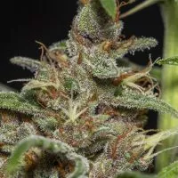 cogollo morado