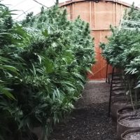 sustrato-cultivar-marihuana