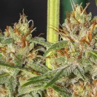 podar marihuana