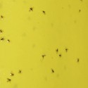 Fungus Gnats