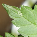 Leaf Miners