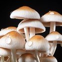 Magic Mushroom Set