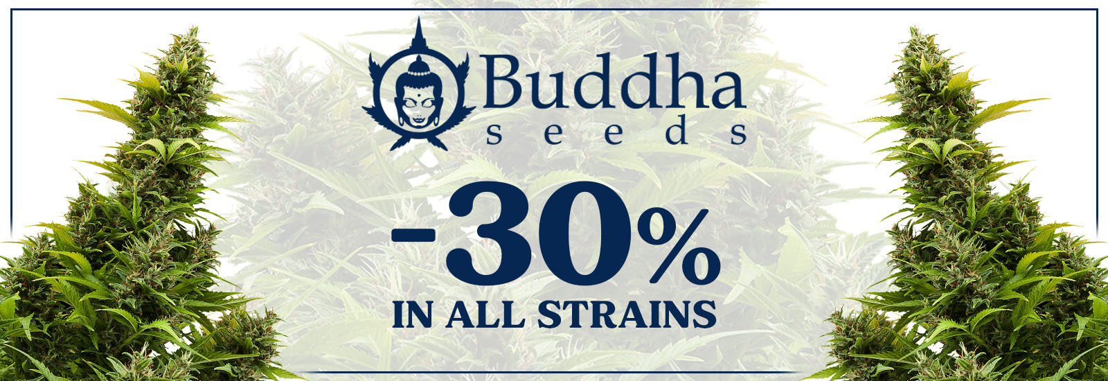 buddha seeds