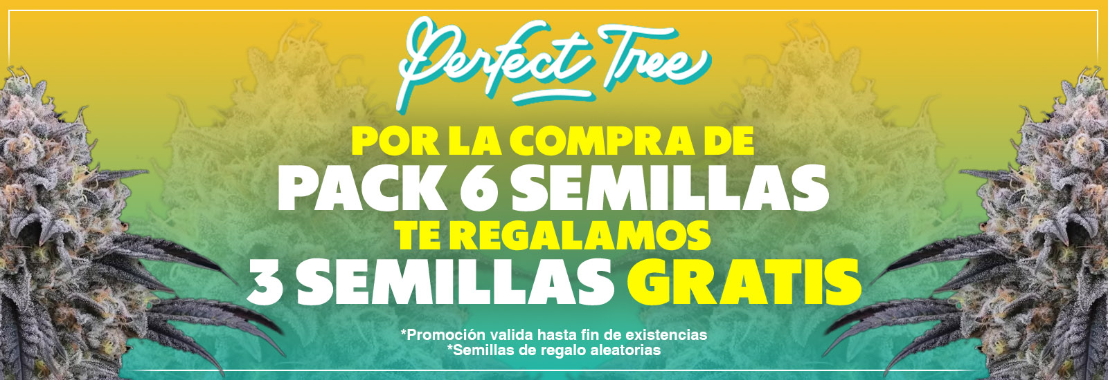 perfect tree seeds