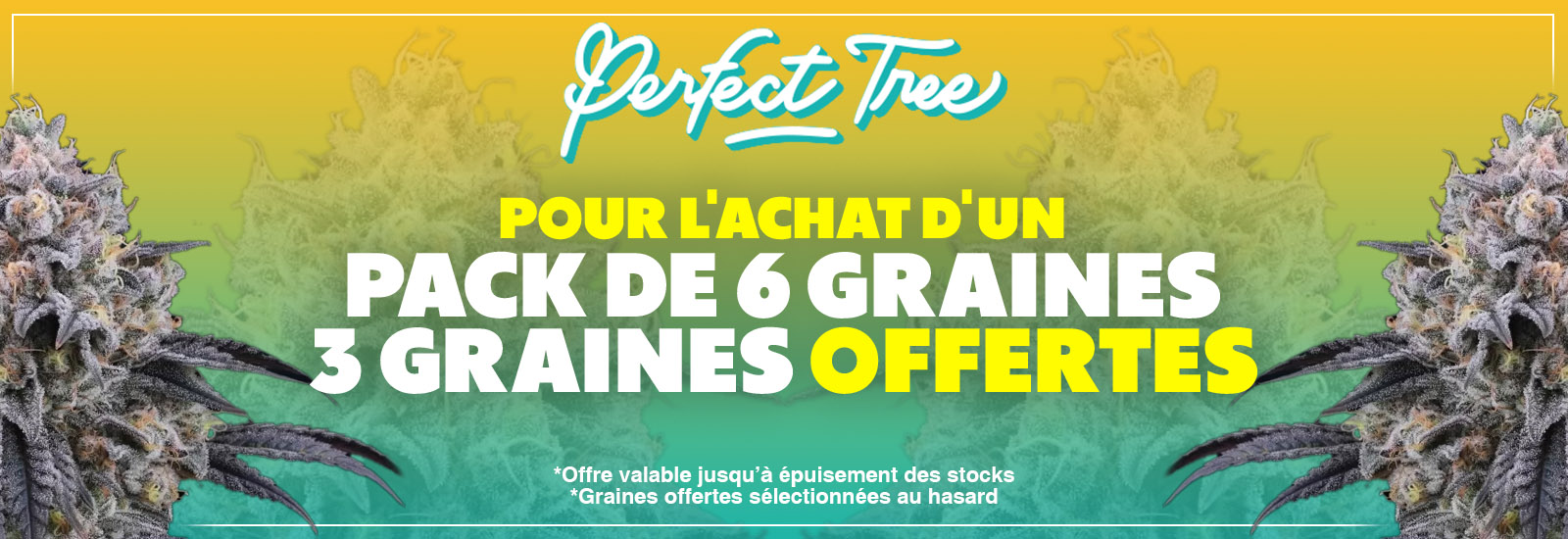 perfect tree seeds