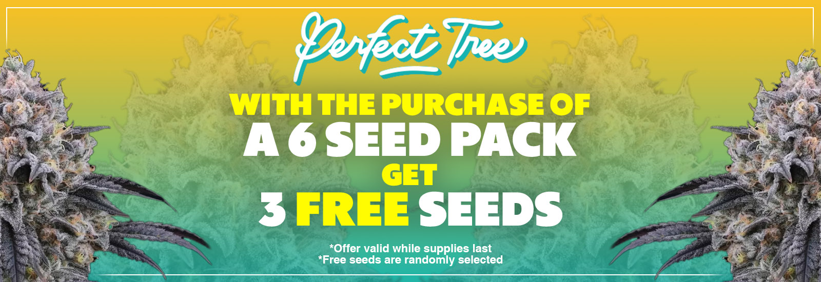 perfect tree seeds
