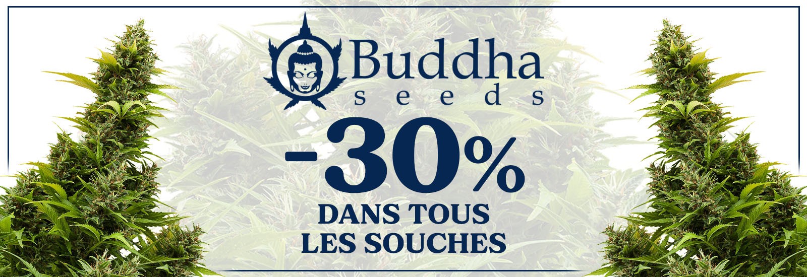 buddha seeds