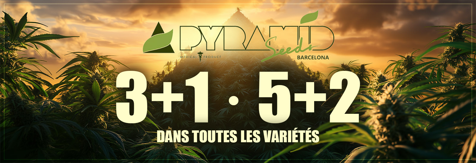 pyramid seeds
