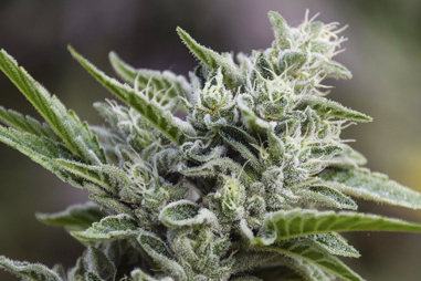 Flowering fertilizers