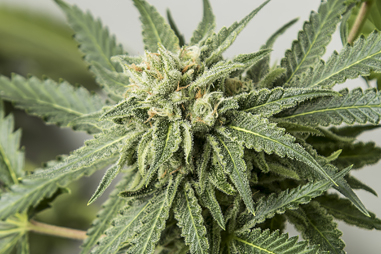 Fertilizers for cannabis