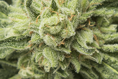 Organic fertilizers