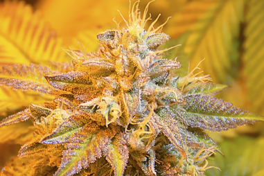 Fertilizers for cannabis