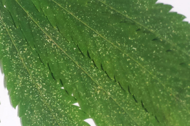 Spider mite bites