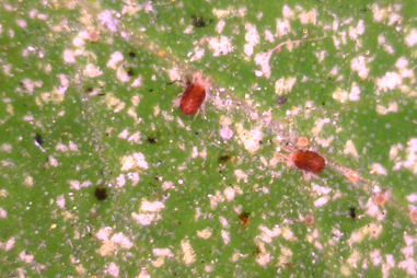 Close up spider mite