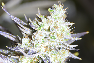 How to fertilize marihuana