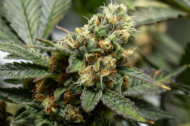 Cannabisanbau in Kokosfasern