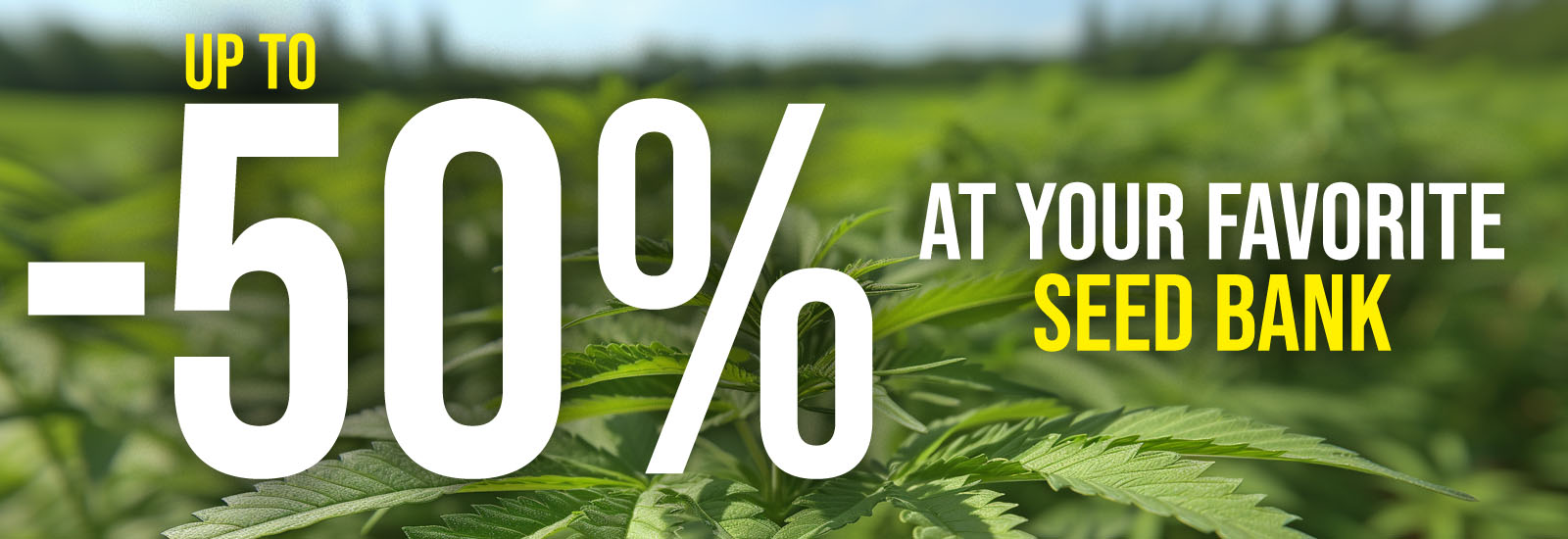 Cannabis seeds discounts