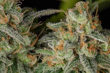 Bloom fertilizers for cannabis