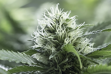 Insecticides for flowering cannabis