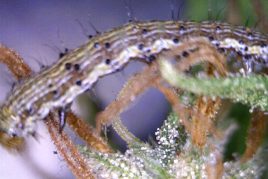 Cannabis Knospenwürmer